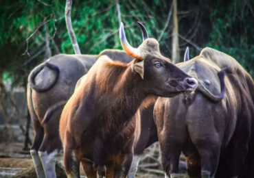 Arignar Anna Zoological Park