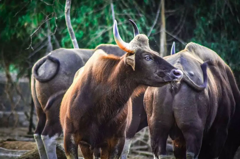 Arignar Anna Zoological Park