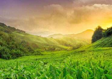 Assam-Explore the Beauty of the Land of Tea Gardens | Banasri Tourism Private Limited | banasri.in