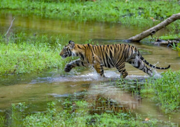 Bandhavgarh National Park