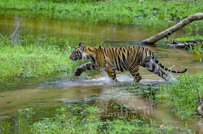 Bandhavgarh National Park