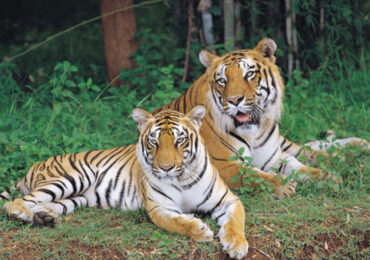 Bannarghatta National Park