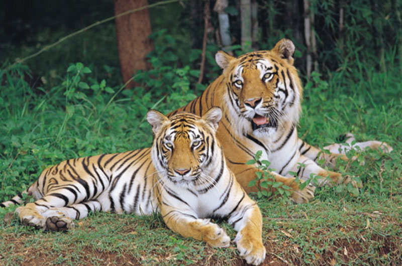 Bannarghatta National Park