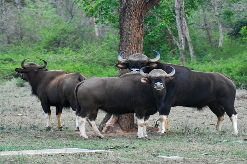 Betla National Park