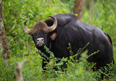 Bison National Park