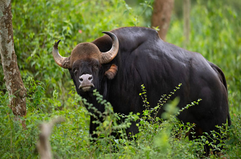 Bison National Park