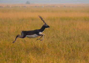 Blackbuck National Park