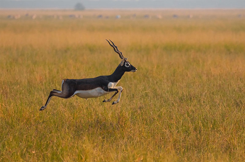 Blackbuck National Park