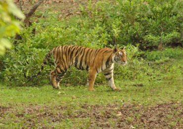 Buxa National Park