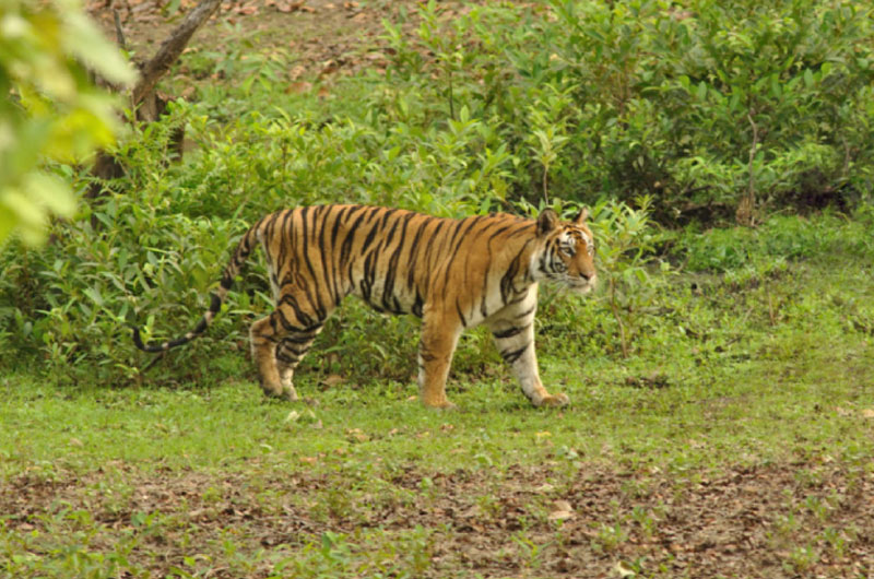 Buxa National Park