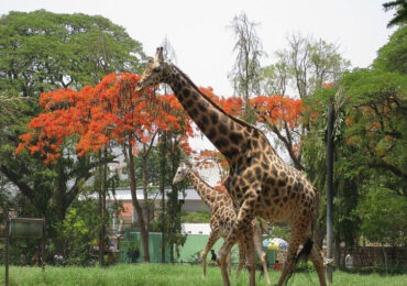 Chamarajendra Zoological Gardens