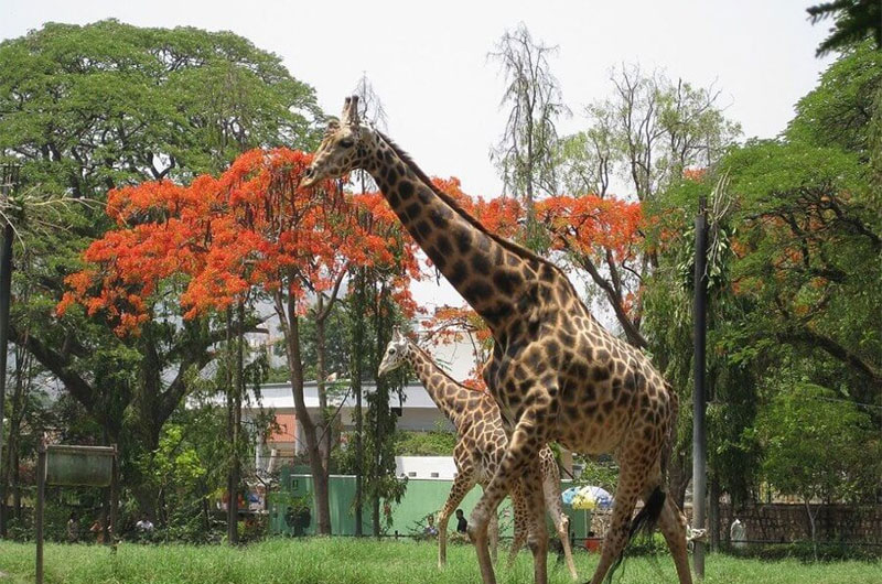 Chamarajendra Zoological Gardens