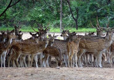 Deer Park, Hisar