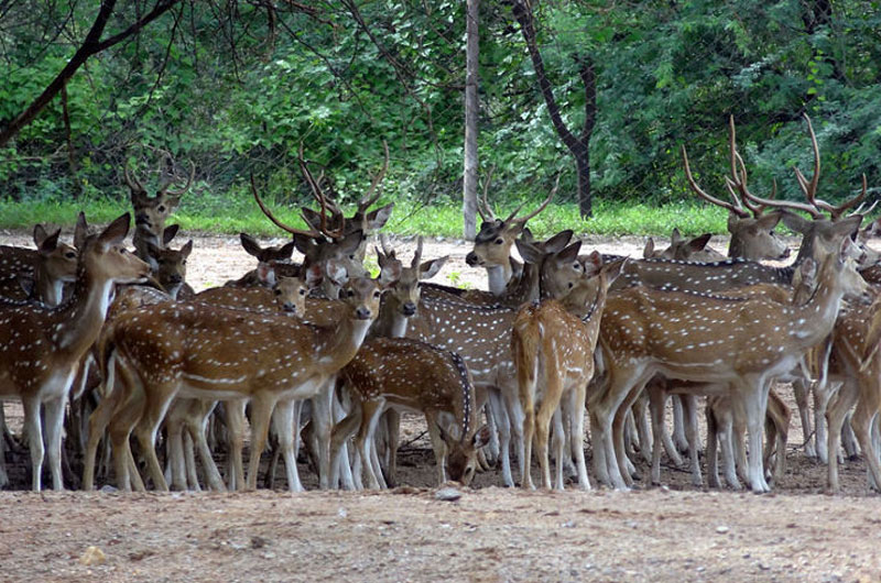 Deer Park, Hisar