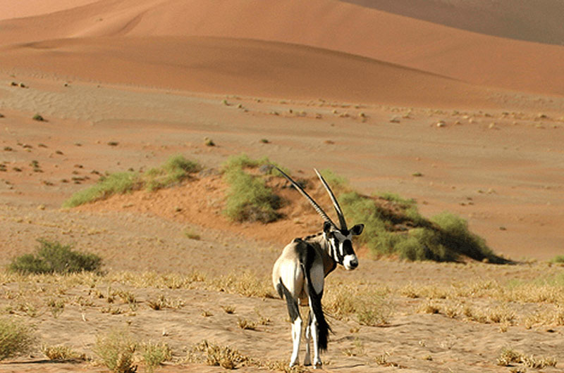 Desert National Park