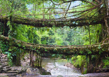 Double Decker Living Root Bridge, Meghalaya