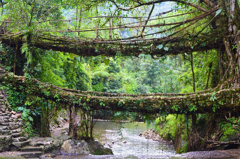 Double Decker Living Root Bridge, Meghalaya