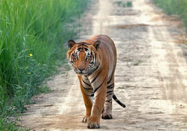 Dudhwa National Park