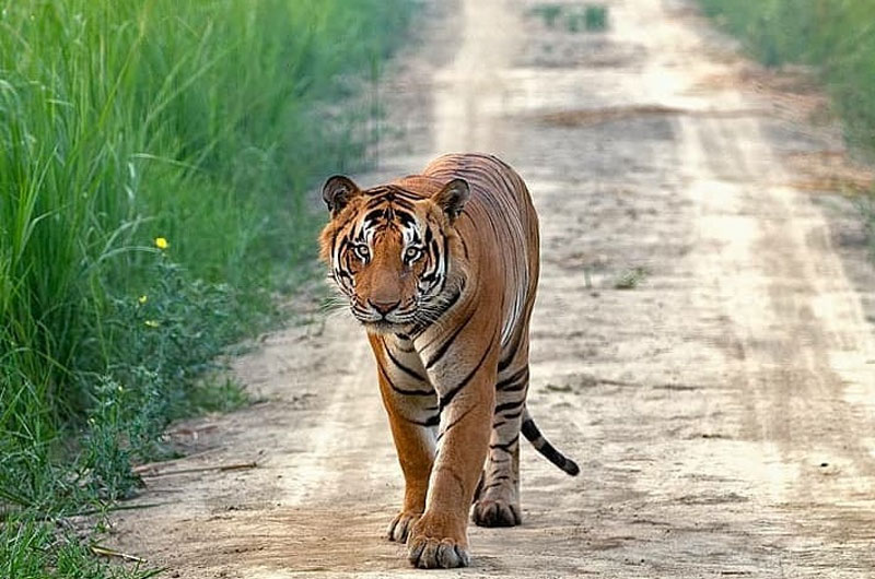 Dudhwa National Park