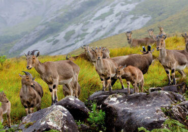 Eravikulam National Park-banasri-tourism