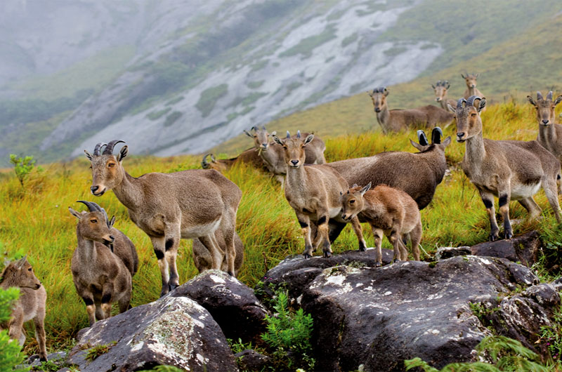 Eravikulam National Park-banasri-tourism