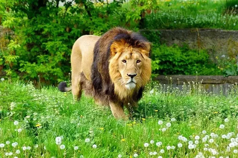 Gir National Park