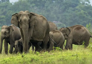 Gorumara National Park