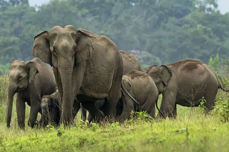 Gorumara National Park