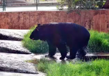 Jaipur Zoo, Rajasthan