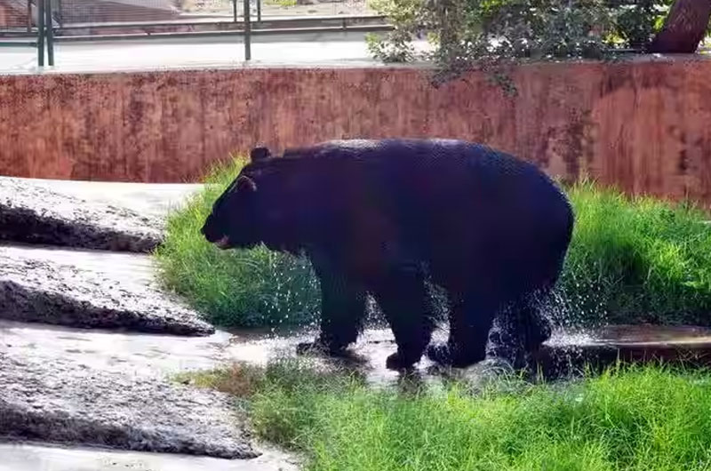 Jaipur Zoo, Rajasthan