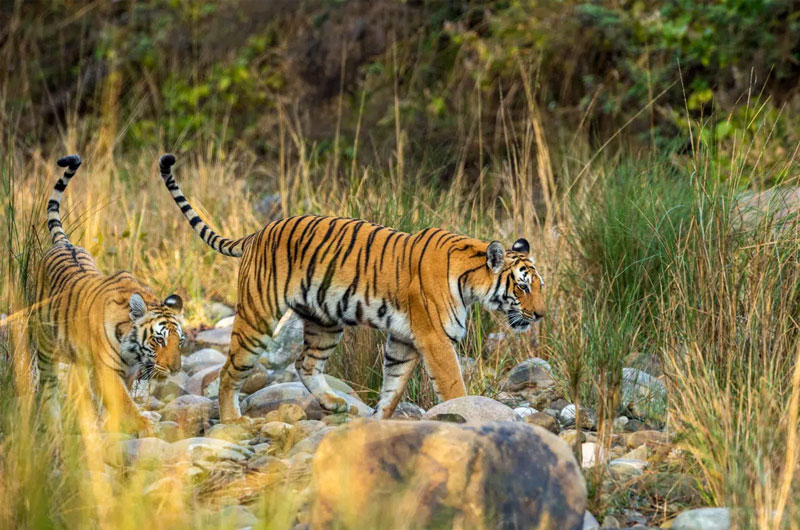 Jim Corbett National Park