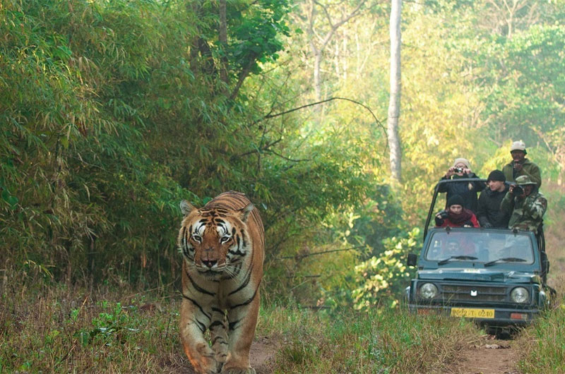 Kanha National Park