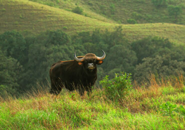 Kudremukh National Park