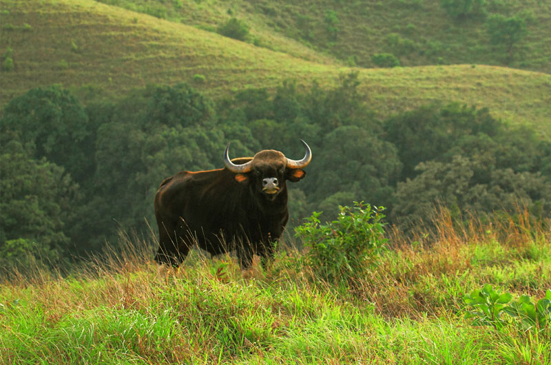 Kudremukh National Park