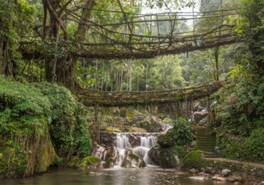 Living root bridge Cherrapunji Meghalaya | Banasri Tourism Private Limited | banasri.in