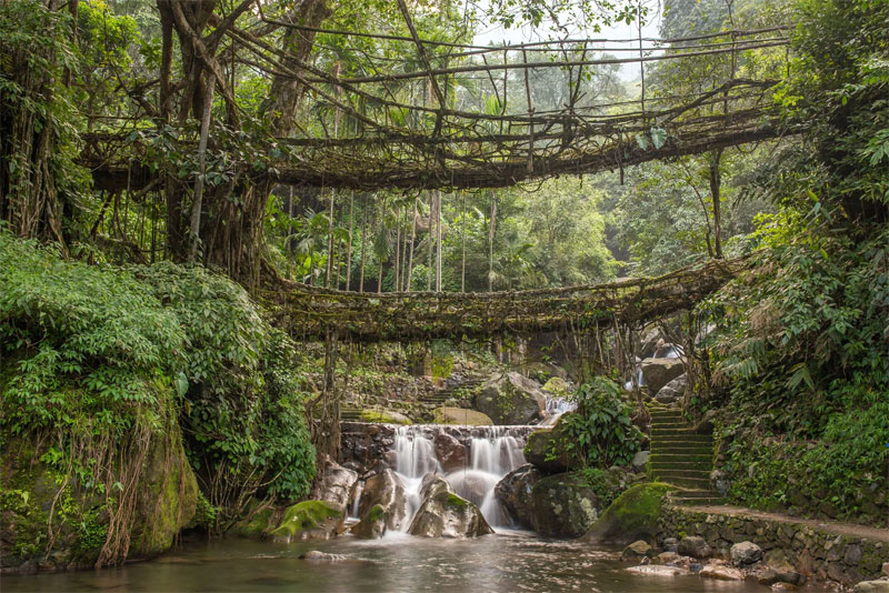 Living root bridge Cherrapunji Meghalaya | Banasri Tourism Private Limited | banasri.in