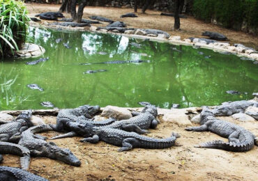 Madras Crocodile Bank Trust, Tamil Nadu