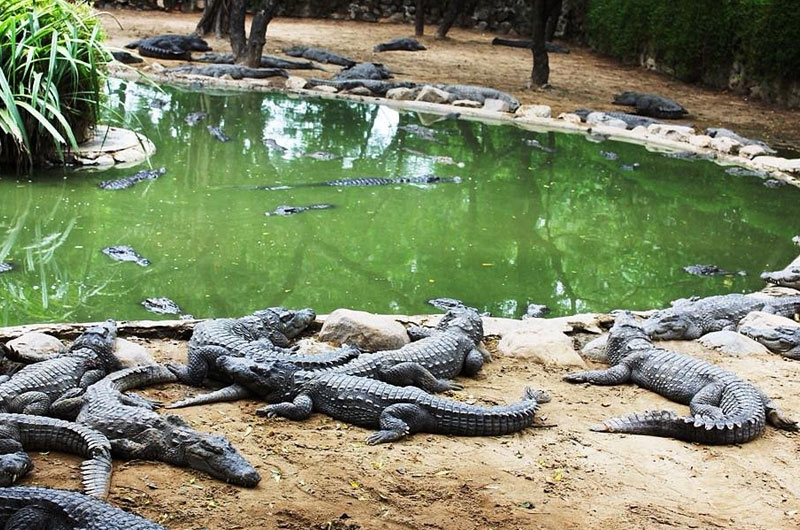 Madras Crocodile Bank Trust, Tamil Nadu