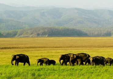 Manas National Park