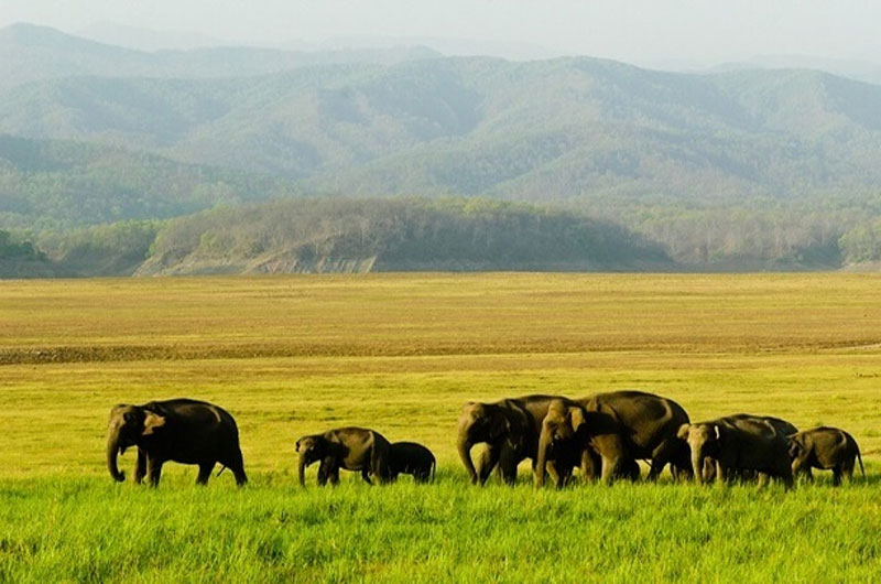 Manas National Park