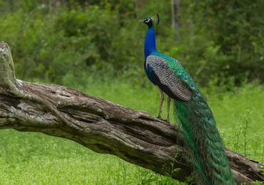 Mudumalai National Park