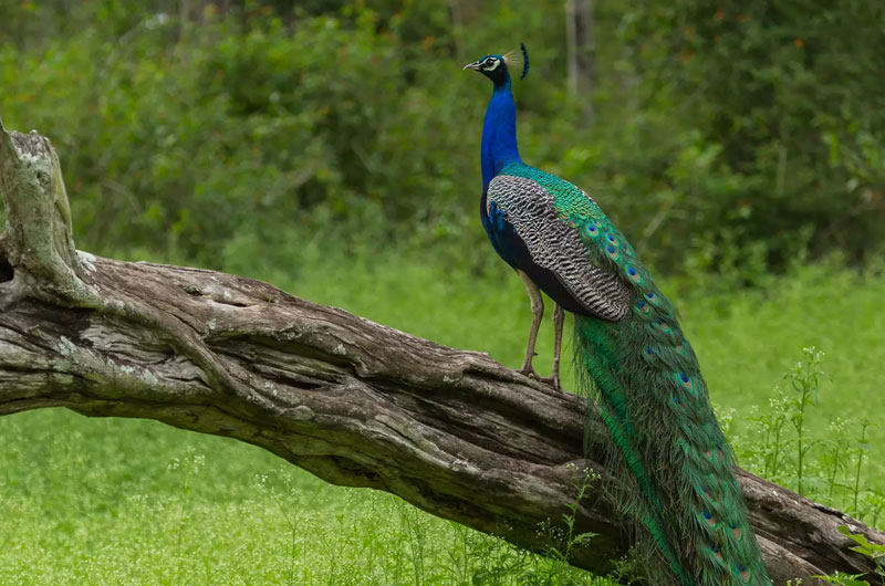 Mudumalai National Park