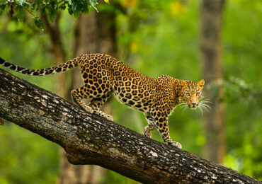 Nagarhole National Park