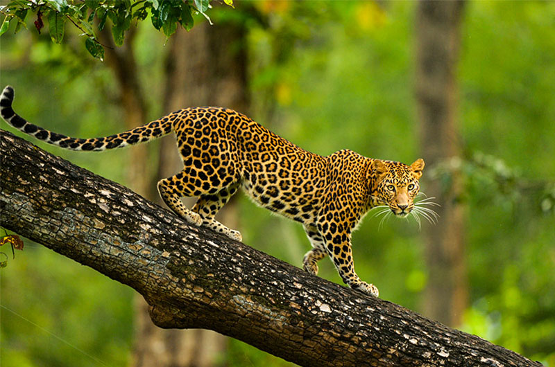 Nagarhole National Park