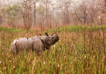 Orang National Park