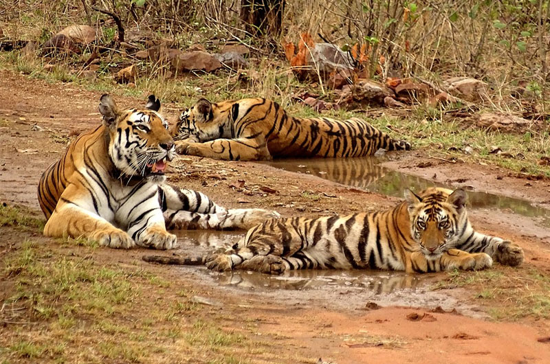 Panna National Park