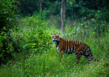 Pench National Park