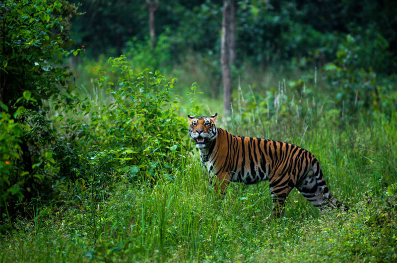 Pench National Park