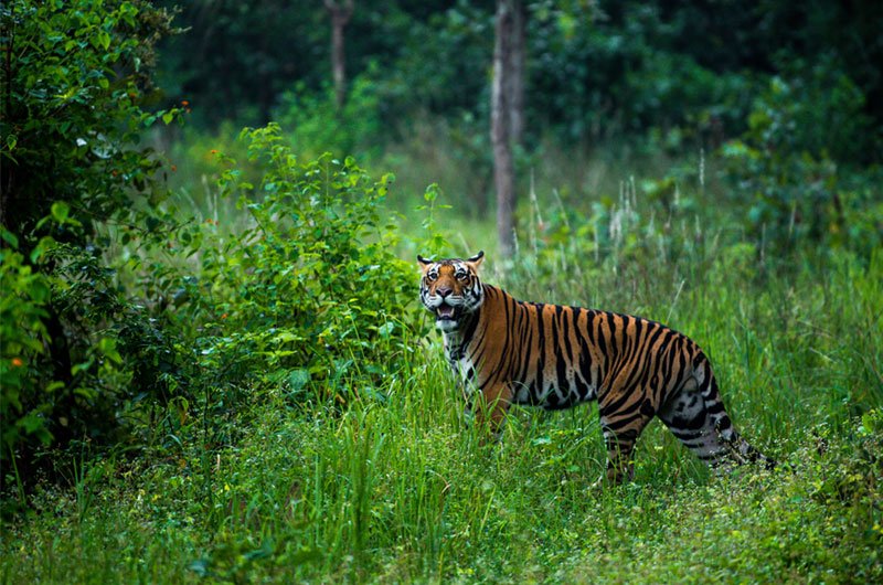 Pench National Park A Wildlife Haven In Central India Tour Operator 
