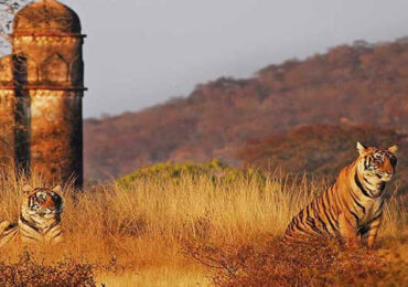 Ranthambore National Park